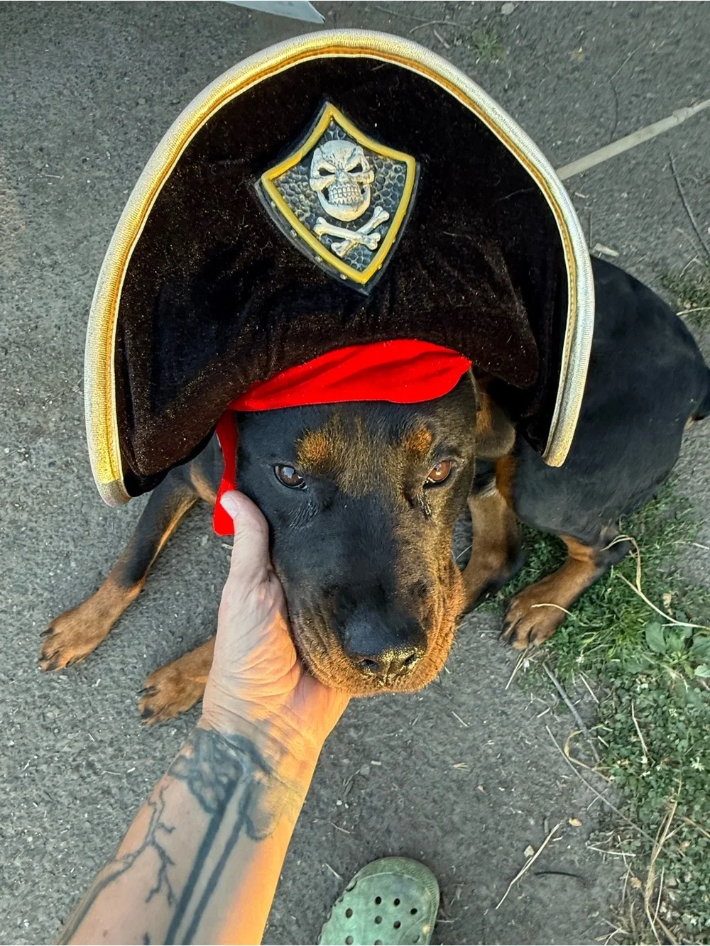 Rare ELOPE Black Velvet Buccaneer Pirate Hat costume Halloween hat cosplay skull